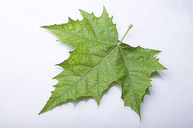 爵对车手、季节赛事《极限竞速：地平线5》五月内容回顾